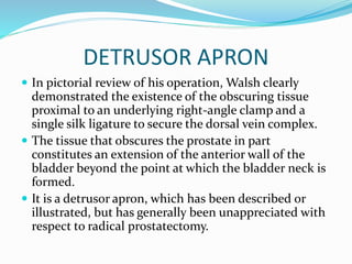 DETRUSOR APRON
 In pictorial review of his operation, Walsh clearly
demonstrated the existence of the obscuring tissue
proximal to an underlying right-angle clamp and a
single silk ligature to secure the dorsal vein complex.
 The tissue that obscures the prostate in part
constitutes an extension of the anterior wall of the
bladder beyond the point at which the bladder neck is
formed.
 It is a detrusor apron, which has been described or
illustrated, but has generally been unappreciated with
respect to radical prostatectomy.
 