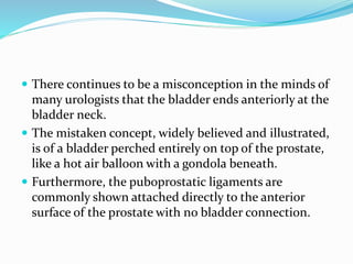  There continues to be a misconception in the minds of
many urologists that the bladder ends anteriorly at the
bladder neck.
 The mistaken concept, widely believed and illustrated,
is of a bladder perched entirely on top of the prostate,
like a hot air balloon with a gondola beneath.
 Furthermore, the puboprostatic ligaments are
commonly shown attached directly to the anterior
surface of the prostate with no bladder connection.
 
