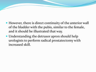  However, there is direct continuity of the anterior wall
of the bladder with the pubis, similar to the female,
and it should be illustrated that way.
 Understanding the detrusor apron should help
urologists to perform radical prostatectomy with
increased skill.
 