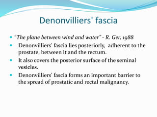 Denonvilliers' fascia
 “The plane between wind and water” - R. Ger, 1988
 Denonvilliers' fascia lies posteriorly, adherent to the
prostate, between it and the rectum.
 It also covers the posterior surface of the seminal
vesicles.
 Denonvilliers' fascia forms an important barrier to
the spread of prostatic and rectal malignancy.
 