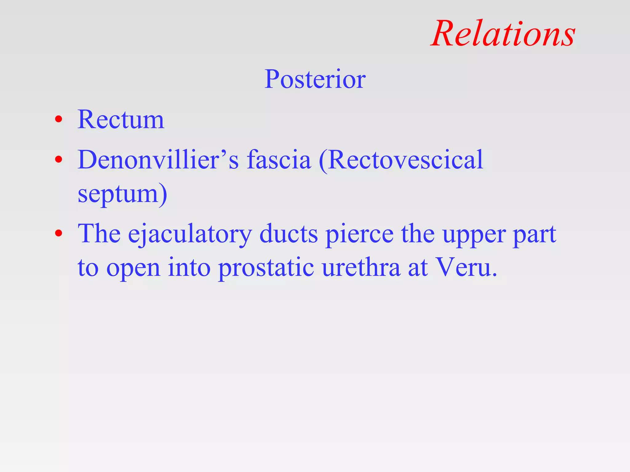 Prostate Anatomy.pptx