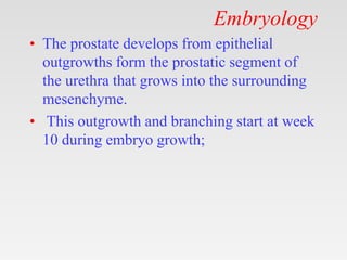 Prostate Anatomy.pptx
