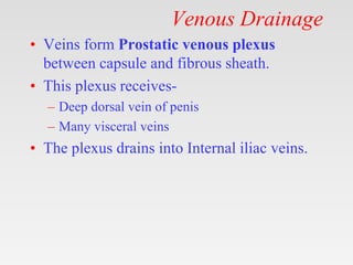 Prostate Anatomy.pptx