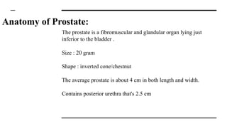Prostate Chestnut Prostate anatomy .pdf dagjw4uaetjw46irwgj4w6uf | PDF