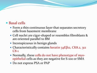  Basal cells
 Form a thin continuous layer that separates secretory
cells from basement membrane
 Cell nuclei are cigar-shaped or resembles fibroblasts &
are oriented parallel to BM
 Inconspicuous in benign glands
 Characteristically contains keratin 34Eβ12, CK8.2, 312
C8-1
 Normally, these cells do not have phenotype of myo-
epithelial cells as they are negative for S-100 or SMA
 Do not express PSA or PAP
 