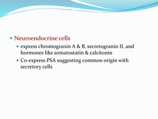  Neuroendocrine cells
 express chromogranin A & B, secretogranin II, and
hormones like somatostatin & calcitonin
 Co-express PSA suggesting common origin with
secretory cells
 