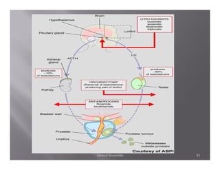 Ahmed Zeeneldin   21
 