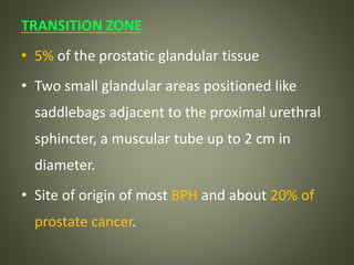 TRANSITION ZONE
• 5% of the prostatic glandular tissue
• Two small glandular areas positioned like
saddlebags adjacent to the proximal urethral
sphincter, a muscular tube up to 2 cm in
diameter.
• Site of origin of most BPH and about 20% of
prostate cancer.
 