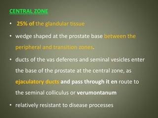 CENTRAL ZONE
• 25% of the glandular tissue
• wedge shaped at the prostate base between the
peripheral and transition zones.
• ducts of the vas deferens and seminal vesicles enter
the base of the prostate at the central zone, as
ejaculatory ducts and pass through it en route to
the seminal colliculus or verumontanum
• relatively resistant to disease processes
 