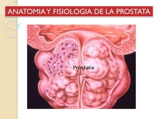 ANATOMIAY FISIOLOGIA DE LA PROSTATA
 