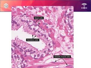 Prostate Diseases by Mam Rabia!.pptx slides | PPTX