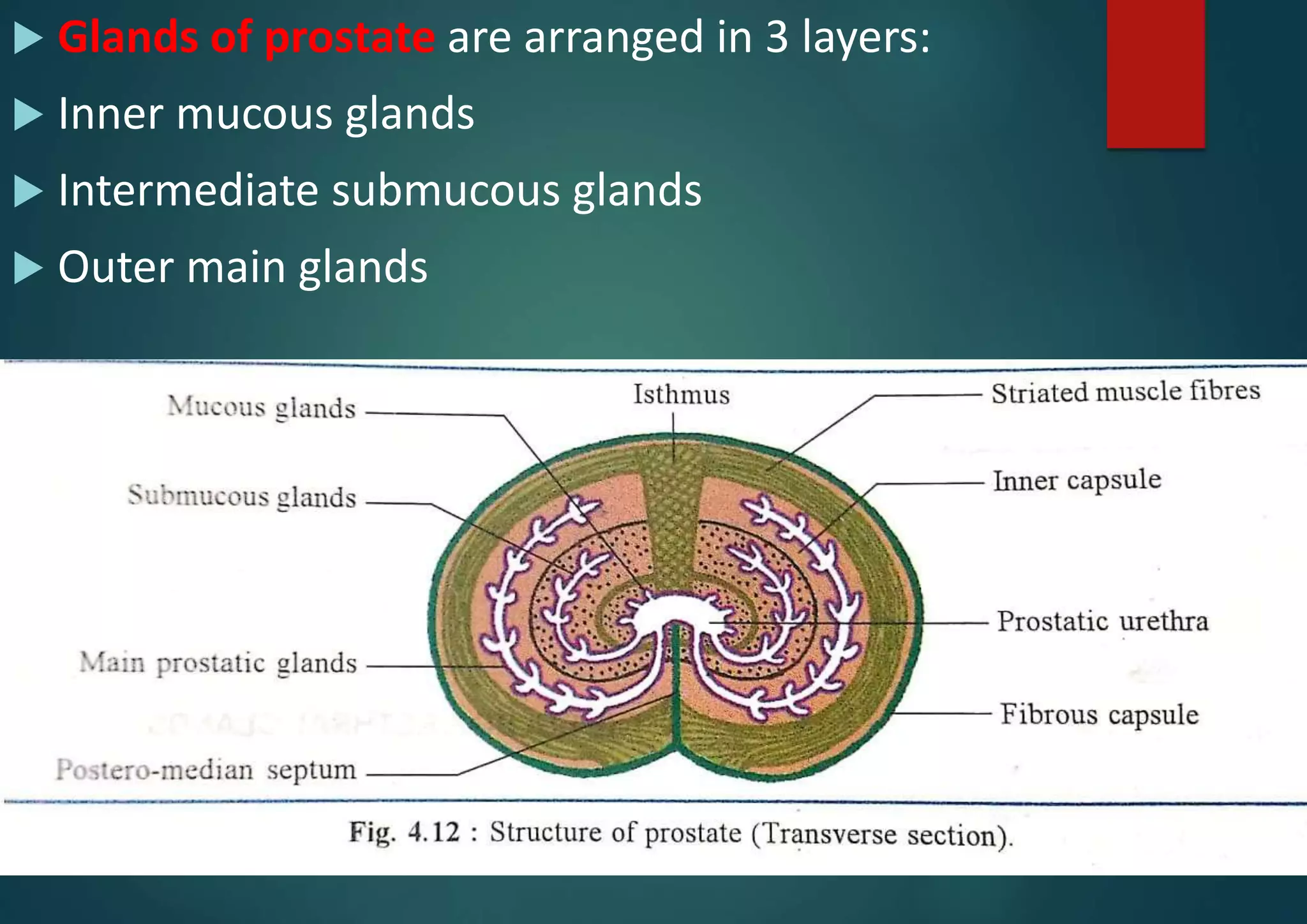  Glands of prostate are arranged in 3 layers:
 Inner mucous glands
 Intermediate submucous glands
 Outer main glands
 