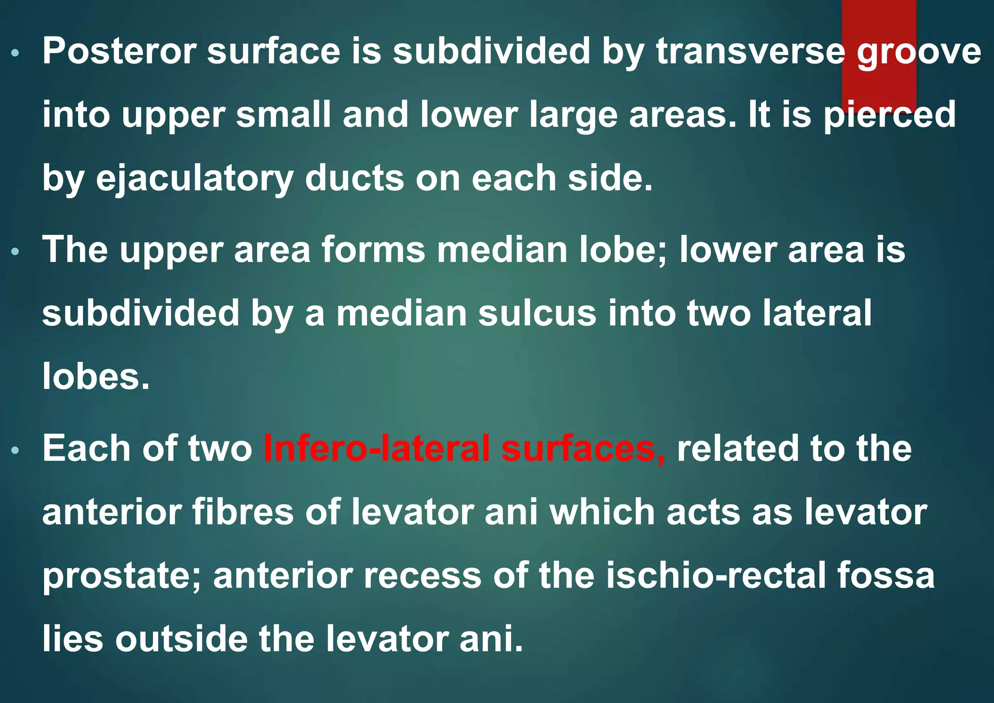 • Posteror surface is subdivided by transverse groove
into upper small and lower large areas. It is pierced
by ejaculatory ducts on each side.
• The upper area forms median lobe; lower area is
subdivided by a median sulcus into two lateral
lobes.
• Each of two Infero-lateral surfaces, related to the
anterior fibres of levator ani which acts as levator
prostate; anterior recess of the ischio-rectal fossa
lies outside the levator ani.
 
