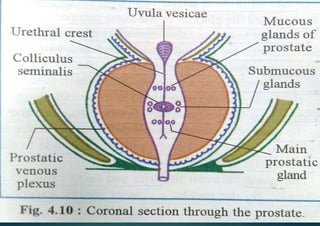 Gross anatomy of Prostate gland | PPTX