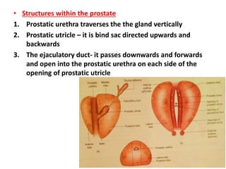 • Structures within the prostate
1. Prostatic urethra traverses the the gland vertically
2. Prostatic utricle – it is bind sac directed upwards and
backwards
3. The ejaculatory duct- it passes downwards and forwards
and open into the prostatic urethra on each side of the
opening of prostatic utricle
 