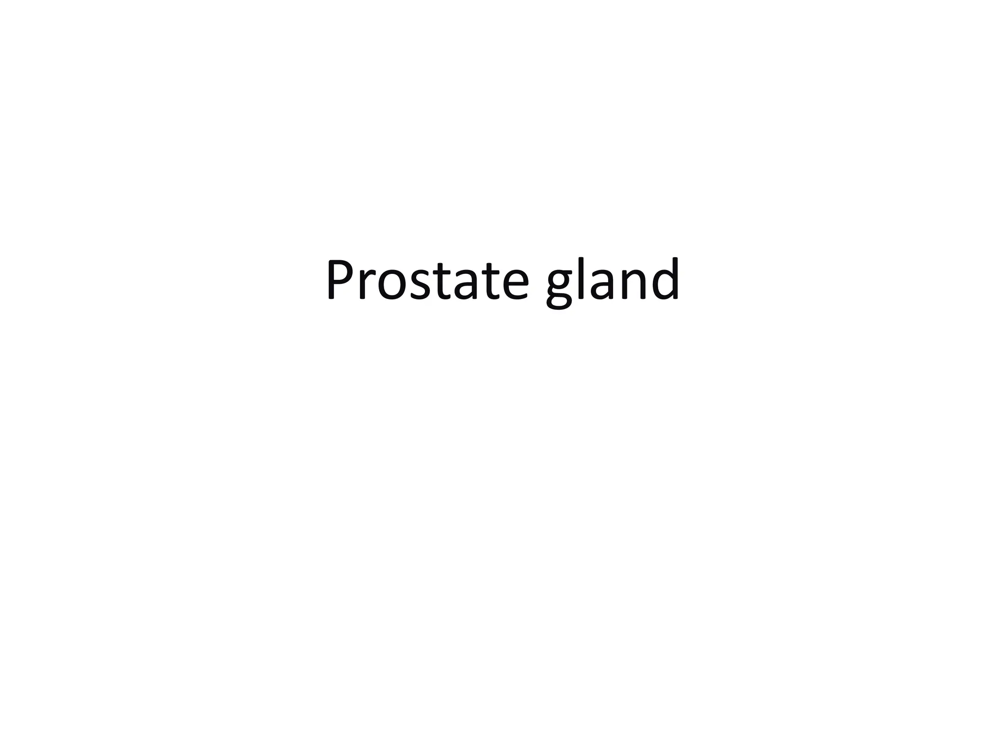 Prostate gland