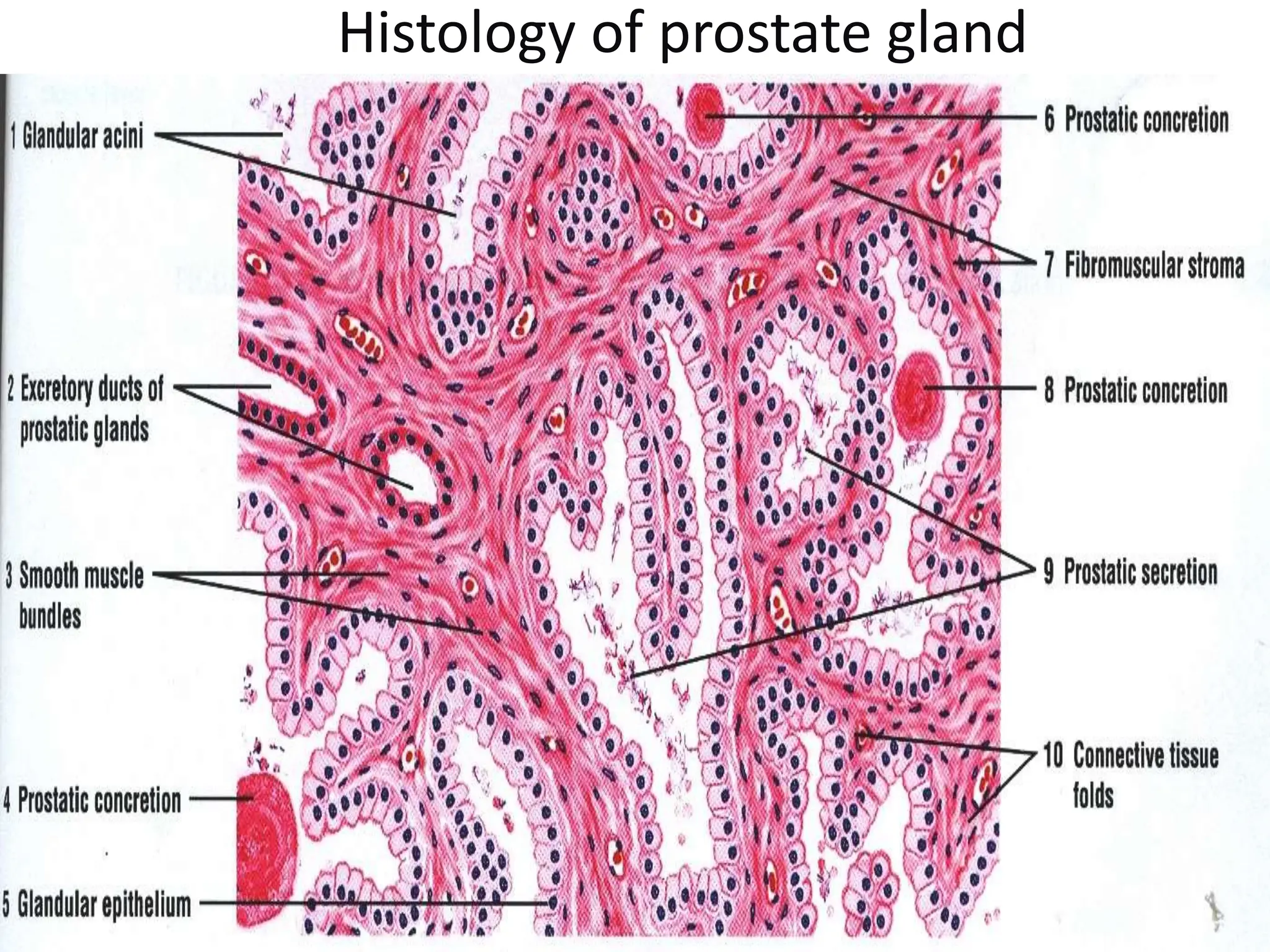 Histology of prostate gland
