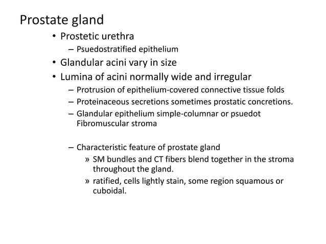 Prostate gland.pptx human anatomy human anatomy | PPTX