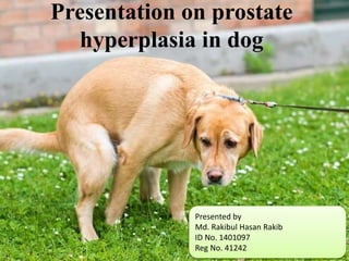 Presentation on prostate
hyperplasia in dog
Presented by
Md. Rakibul Hasan Rakib
ID No. 1401097
Reg No. 41242
 