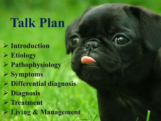 Saw palmetto for dogs cheap