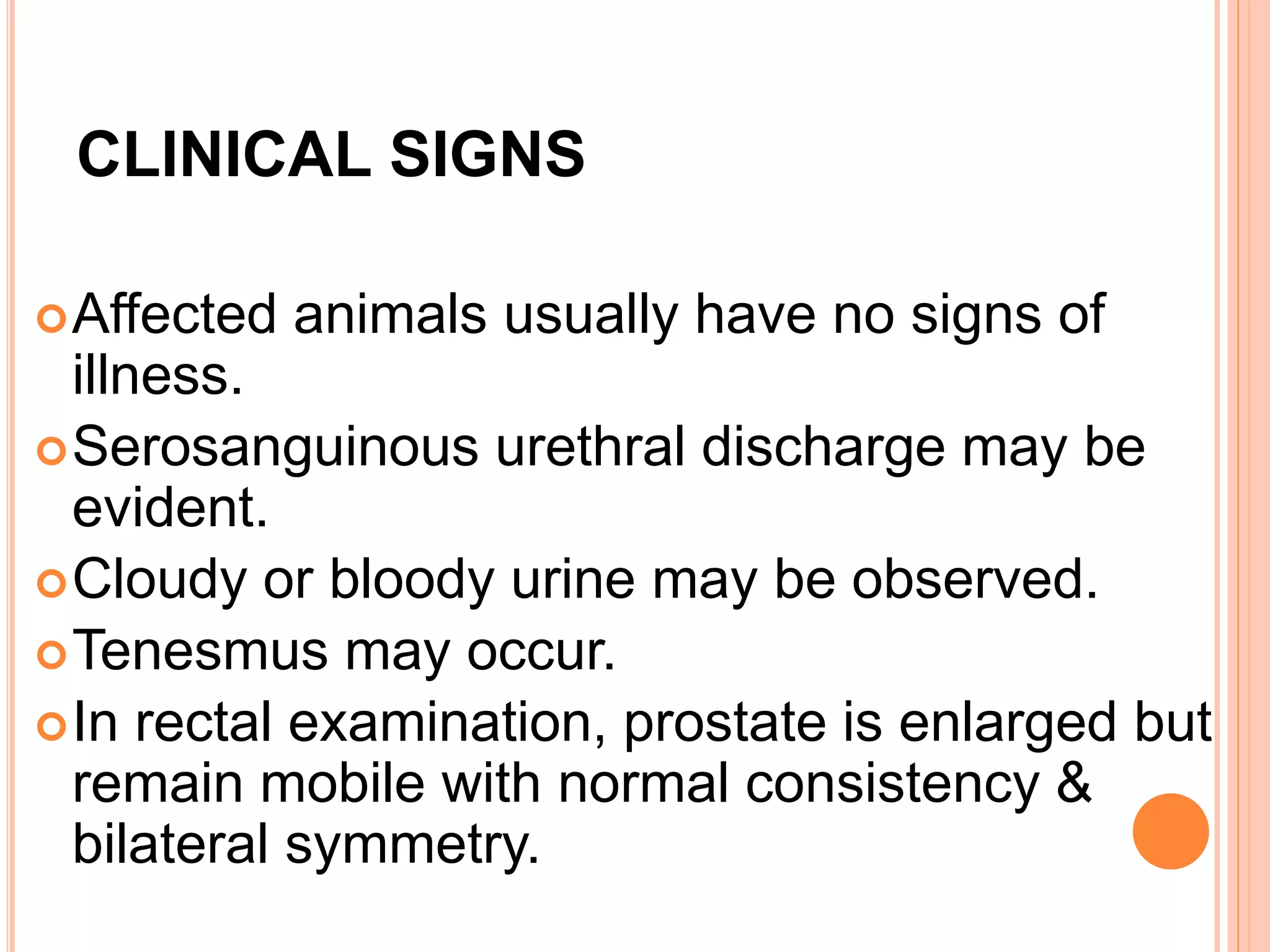 CLINICAL SIGNS
Affected animals usually have no signs of
illness.
Serosanguinous urethral discharge may be
evident.
Cloudy or bloody urine may be observed.
Tenesmus may occur.
In rectal examination, prostate is enlarged but
remain mobile with normal consistency &
bilateral symmetry.