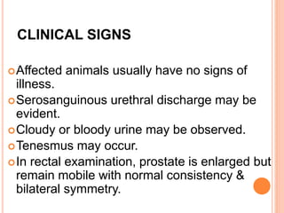 CLINICAL SIGNS
Affected animals usually have no signs of
illness.
Serosanguinous urethral discharge may be
evident.
Cloudy or bloody urine may be observed.
Tenesmus may occur.
In rectal examination, prostate is enlarged but
remain mobile with normal consistency &
bilateral symmetry.