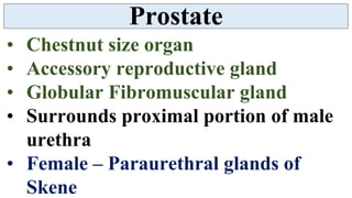 Prostate Chestnut Vas Deferens, Prostate, Seminal Vesicle and Ejaculatory duct | PDF