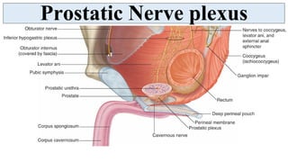 Plexus Prostate Vas Deferens, Prostate, Seminal Vesicle and Ejaculatory duct | PDF