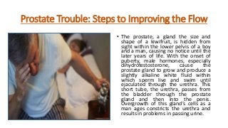 Prostate Trouble: Steps to Improving the Flow
• The prostate, a gland the size and
shape of a kiwifruit, is hidden from
sight within the lower pelvis of a boy
and a man, causing no notice until the
later years of life. With the onset of
puberty, male hormones, especially
dihydrotestosterone, cause the
prostate gland to grow and produce a
slightly alkaline white fluid within
which sperm live and swim until
ejaculated through the urethra. This
short tube, the urethra, passes from
the bladder through the prostate
gland and then into the penis.
Overgrowth of this gland’s cells as a
man ages constricts the urethra and
results in problems in passing urine.
 