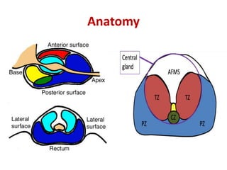 Anatomy
 