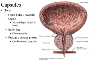Plexus Prostate Prostate and urethra | PDF