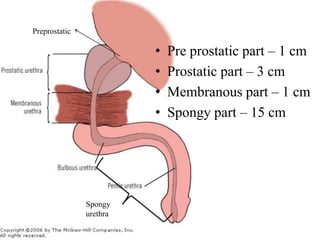 Prostate and urethra | PDF