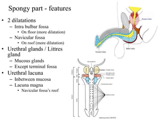 prostate-and-urethra-pdf