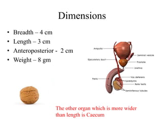 Prostate Size In Cm Prostate and urethra | PDF