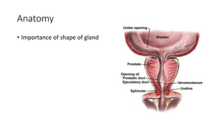 Anatomy
• Importance of shape of gland
 