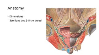 Anatomy
• Dimensions
3cm long and 3-8 cm broad
 