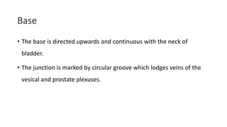Base
• The base is directed upwards and continuous with the neck of
bladder.
• The junction is marked by circular groove which lodges veins of the
vesical and prostate plexuses.
 