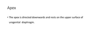 Apex
• The apex is directed downwards and rests on the upper surface of
urogenital diaphragm.
 