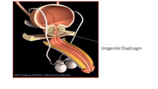 Urogenital Diaphragm
 