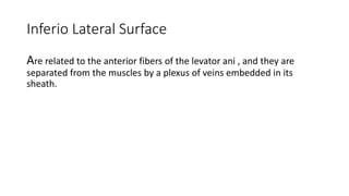 Inferio Lateral Surface
Are related to the anterior fibers of the levator ani , and they are
separated from the muscles by a plexus of veins embedded in its
sheath.
 