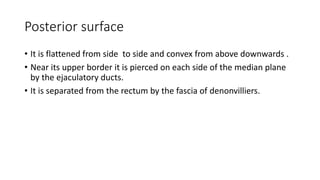 Posterior surface
• It is flattened from side to side and convex from above downwards .
• Near its upper border it is pierced on each side of the median plane
by the ejaculatory ducts.
• It is separated from the rectum by the fascia of denonvilliers.
 