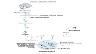 Strategies for Androgen Deprivation
 