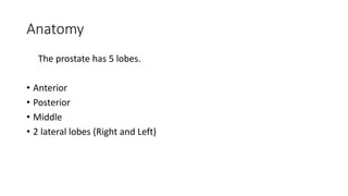 Anatomy
The prostate has 5 lobes.
• Anterior
• Posterior
• Middle
• 2 lateral lobes (Right and Left)
 