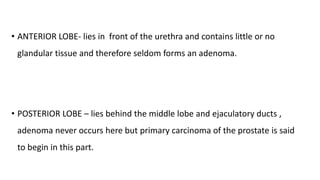 • ANTERIOR LOBE- lies in front of the urethra and contains little or no
glandular tissue and therefore seldom forms an adenoma.
• POSTERIOR LOBE – lies behind the middle lobe and ejaculatory ducts ,
adenoma never occurs here but primary carcinoma of the prostate is said
to begin in this part.
 