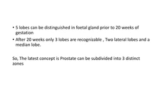 • 5 lobes can be distinguished in foetal gland prior to 20 weeks of
gestation
• After 20 weeks only 3 lobes are recognizable , Two lateral lobes and a
median lobe.
So, The latest concept is Prostate can be subdivided into 3 distinct
zones
 