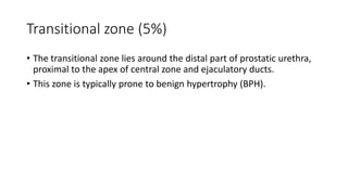 Transitional zone (5%)
• The transitional zone lies around the distal part of prostatic urethra,
proximal to the apex of central zone and ejaculatory ducts.
• This zone is typically prone to benign hypertrophy (BPH).
 