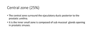 Central zone (25%)
• The central zone surround the ejaculatory ducts posterior to the
prostatic urethra.
• It is the inner small zone is composed of sub mucosal glands opening
in prostatic sinuses.
 