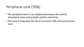 Peripheral zone (70%)
• The peripheral zone is cup shaped and encloses the central,
transitional zones and prostatic urethra anteriorily.
• This zone is frequently the site of carcinoma 70% carcinomas arises
here.
 