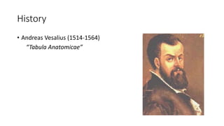 History
• Andreas Vesalius (1514-1564)
“Tabula Anatomicae”
 