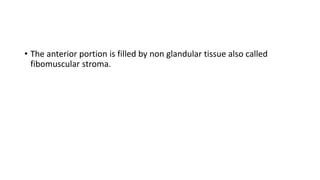 • The anterior portion is filled by non glandular tissue also called
fibomuscular stroma.
 